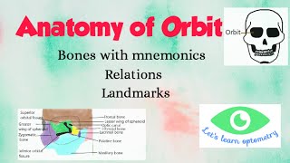 Anatomy of orbit  Orbital bones [upl. by Darreg291]