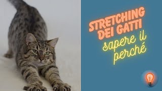 Stretching dei gatti sapere il perché [upl. by Standish]