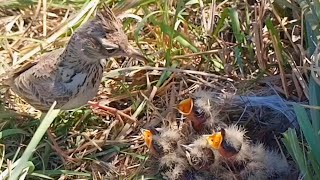 Lark young chicks looks very thirsty and hungry  lark bird sound BirdPlusAnimals [upl. by Ayotna]