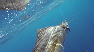 Sailfish at Big Pine Key [upl. by Beller538]