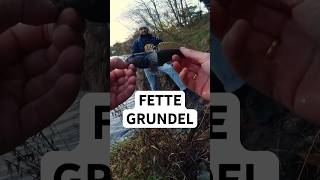 NED RIG am Kanal  leider nicht der Zielfisch ☹️ angeln fishing grundel nedrig [upl. by Patrich434]