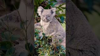 Koalas wildlife wildaustralia wildlifephotography australia australiananimals [upl. by Onitnelav469]