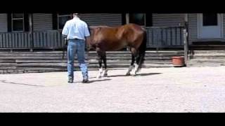 navicular bay rope horse walk in rocker railMOV [upl. by Einial]