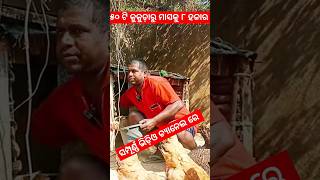 desi layer poultry farming in odisha  desi kukuda chasa odia shorts ytshorts desikukuda [upl. by Idham]