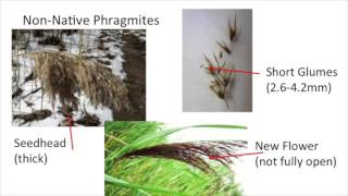 Native vs Non Native Phragmites [upl. by Rahab]