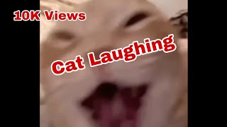 Cat Laughing Meme template memes [upl. by Jews]