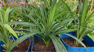 How To Grow Pandan Plant from Cutting at Home Garden  Pandan Growing from Cutting [upl. by Gilson869]