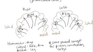 Schneid Guide to Somatotopic Representation in the Cortex [upl. by Barret]