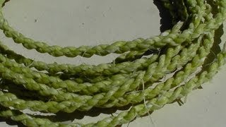 Making Primitive Yucca Rope Bowstring Using Twisted Cordage [upl. by Aneliram]