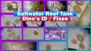 Reef Tank Dino  Dinoflagellates ID  Treatment [upl. by Ymorej]