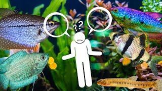 🤔 Qué PECES puedo PONER ⁉️compatibilidad barbus trichogaster dojo colisa EN biotopo asiático [upl. by Jilli]