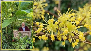 CORNOUILLER MÂLE ET OFFICINAL ARBUSTES À FLEURS POUR LA FIN DE L’HIVER Le Quotidien du Jardin N°424 [upl. by Ecirtram]