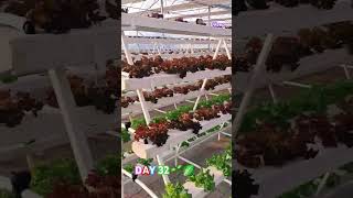 Hydroponics lettuce cultivation 🌱 🥬🥬 🥬🥬🥬🥬 Endofsummer crop gcc [upl. by Willetta]