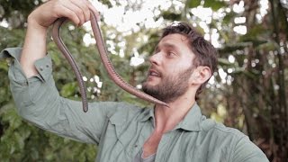 GIANT EARTHWORM DISCOVERED IN ECUADOR [upl. by Kera]