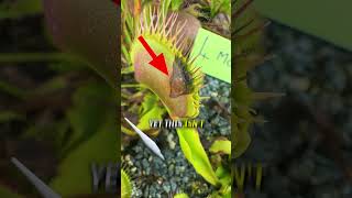 How to Stop a Flytrap From Dying [upl. by Dnomzed616]