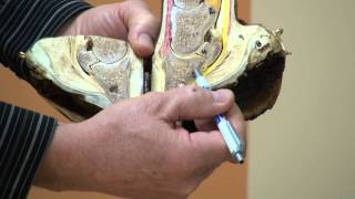 FootPro Farrier Info Series  Anatomy of the Hoof [upl. by Nawat]