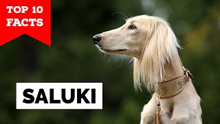 Saluki  Top 10 Facts [upl. by Matrona882]