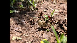 🦋 Borboleta Heliopetes laviana PautaBR [upl. by Amitak]