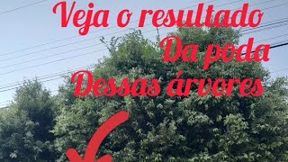 poda das árvores da porta rafaelsantossousa819 [upl. by Matthaeus642]