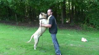 Presa Canario  Sanders Dino [upl. by Saffian]