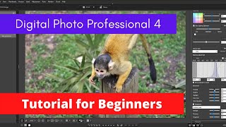 Canon DPP4 beginners tutorial 2021 Digital Photo Professional  Edit RAW files  Adjust your photo [upl. by Lachlan]