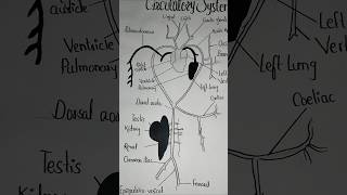 Frog Circulatory System Labelled Diagram likesubscribetrendingshortsviralcommentsfollowfyp [upl. by Oiralih643]