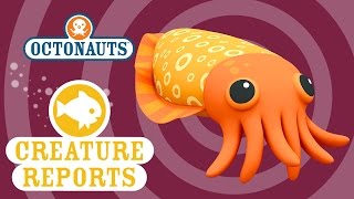 Octonauts Creature Report  Cuttlefish [upl. by Jonina239]