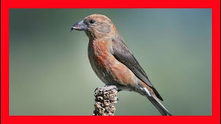 Red Crossbill Song Red Crossbill Call Red Crossbill  Piquituerto Común Canto  Loxia Curvirostra [upl. by Sperling522]