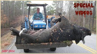 Special Videos How Do American Hunters And Farmers Deal With 200 Million Of Wild Boar By Guns [upl. by Priscilla]