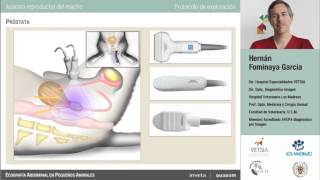 Curso de ecografía abdominal veterinaria [upl. by Enaz375]