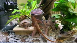 Corydoras Tubifex Fresh Meal [upl. by Llertrac438]