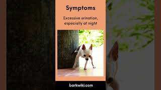 Cushings Disease in Dogs Symptoms Diagnosis Causes Treatment Prognosis [upl. by Rowley]