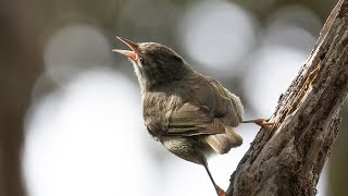 Saving a NearExtinct Hawaiian Honeycreeper  When Silence Becomes the Song full documentary [upl. by Oivatco]