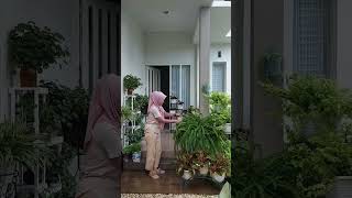 Nephrolepis  pakis kelabang youtube mamacelin [upl. by Ralyat878]