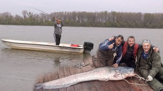 Pecanje na Savi i Dunavu kod Beograda  Pecanje soma smuđa bele ribe  Fishing catfish zander [upl. by Anaugal]