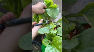 Composting Time 🌱 youtubeshorts shorts plants fruit gardening nature [upl. by Tat]