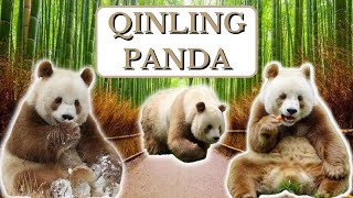 Get to know the Rare and Rascinating Qinling Pandas Brown Pandas Curiosities Abilities and Life [upl. by Strander]