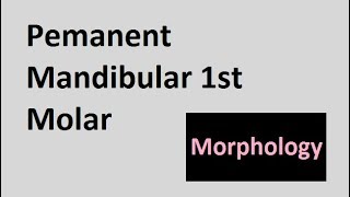 Permanent Mandibular 1st Molar [upl. by Pablo]