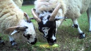 Sheep Eating Corn  Busch Gardens Williamsburg VA [upl. by Ayalahs]