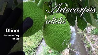 Breadfruit Artocarpus altilis  part 1 [upl. by Ben672]