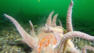 Cheeky Starfish Mating [upl. by Smaj]