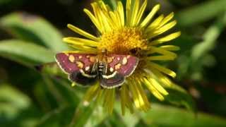 Purpurroter Zünsler Pyrausta purpuralis [upl. by Jr]