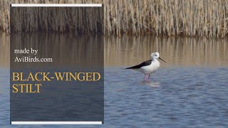 BlackWinged Stilt Himantopus Himantopus [upl. by Brittni277]