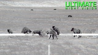 Cattle Rancher has a Big Problem  Hunting Predators with Thermal [upl. by Eseerehs]