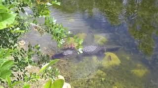 Alligators not crocodiles in Floridas Everglades National Park [upl. by Samaria132]