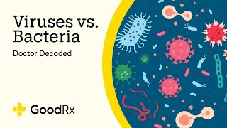 Doctor Decoded What’s the Difference Between Viruses and Bacteria  GoodRx [upl. by Yevreh766]