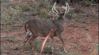 30 Bow Hunting Kill Shots 4K Slow Motion [upl. by Yaluz]