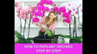 ORCHID CARE 🍃REPOTTING ORCHIDS REPLANTING ORCHIDS 🌿 Shirley Bovshow [upl. by Shirah688]