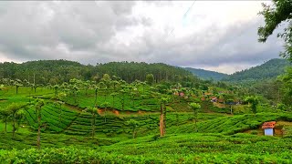 Countryside walk tour in India  Farmland road walk  Valparai  Tamilnadu  South India  India [upl. by Alyaj]