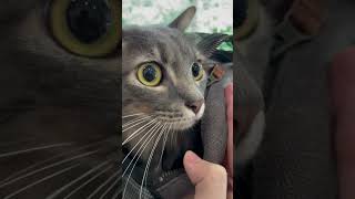 Cat afraid of dog barks 🙀😿 cat cuteanimal catcute catlover [upl. by Haidebej]